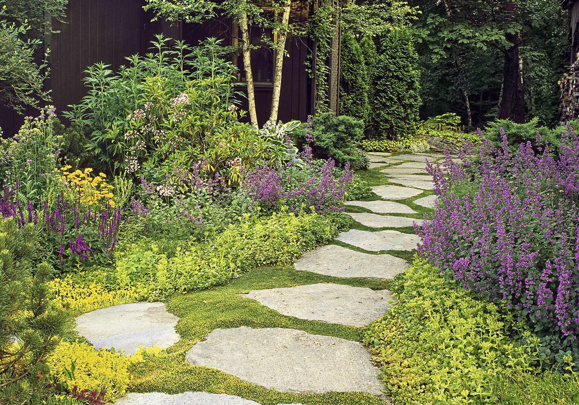Top Low-Maintenance Ground Cover Plants for Easy Gardening