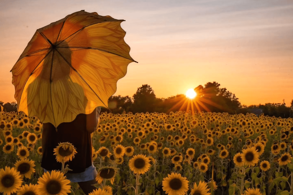 8 Places To See Sunflowers Bloom In The South This Summer